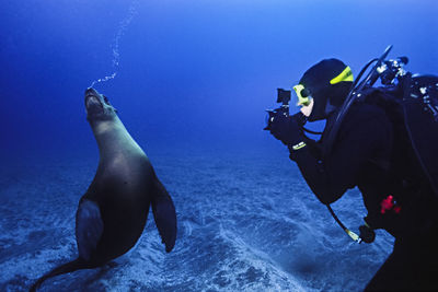 Female diver photographs a playful california sea lion.