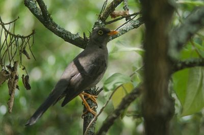 View of bird perching on tree