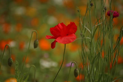 Close-up of red poppy flower