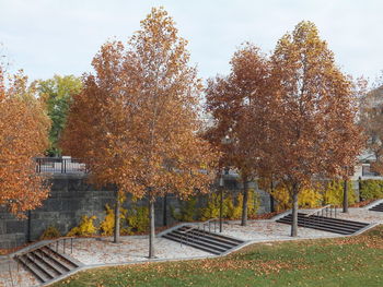 Trees in park