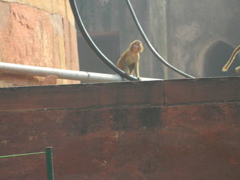 Low angle view of bird perching on wall