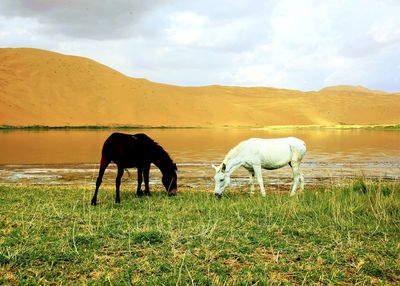 Horses grazing on field against sky