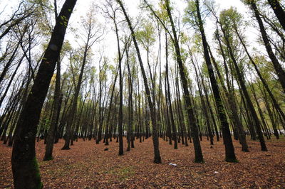 Panoramic view of trees in forest