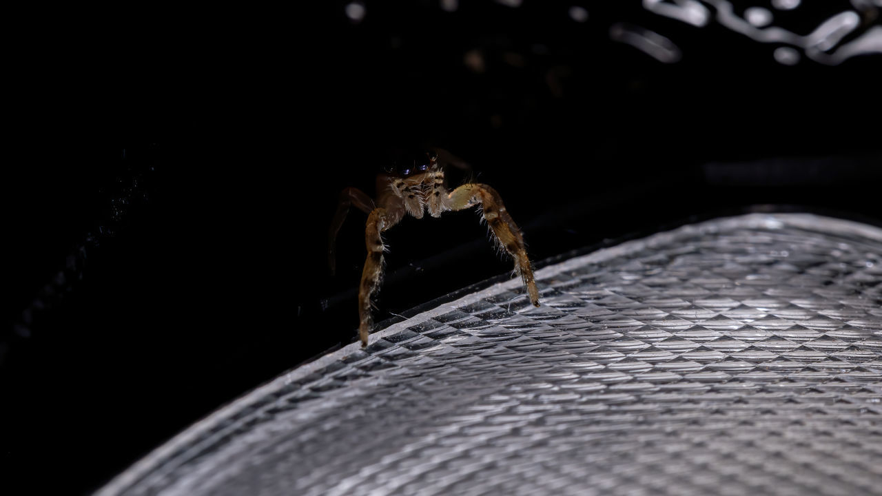 CLOSE-UP OF SPIDER IN THE DARK