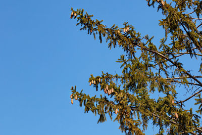 Low angle view of flowering plant against clear blue sky