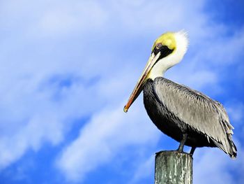 Pelican perching on post