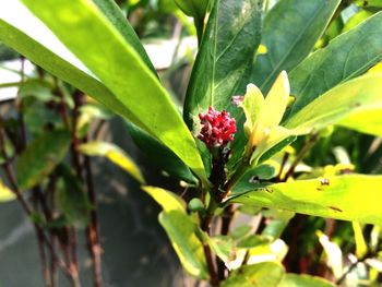 Close-up of plant