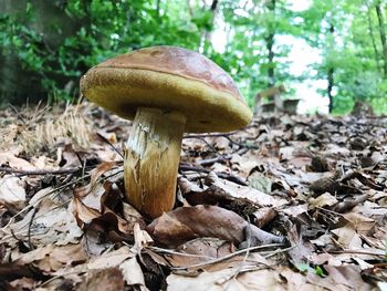 Close-up of mushroom on tree in forest