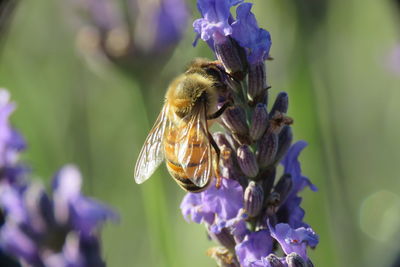 Macro shot of a bee on a flower if we don't kill them they will save us