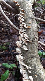 Close-up of fresh tree trunk