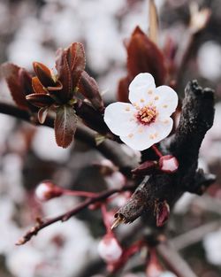 Close-up of flowers growing on tree