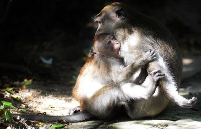 Monkey feeding infant while sitting on field