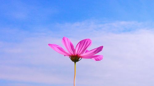 Low angle view of flowers against blue sky