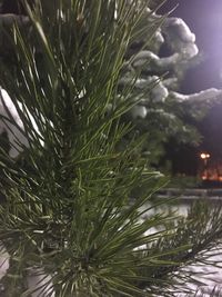 Close-up of wet pine tree