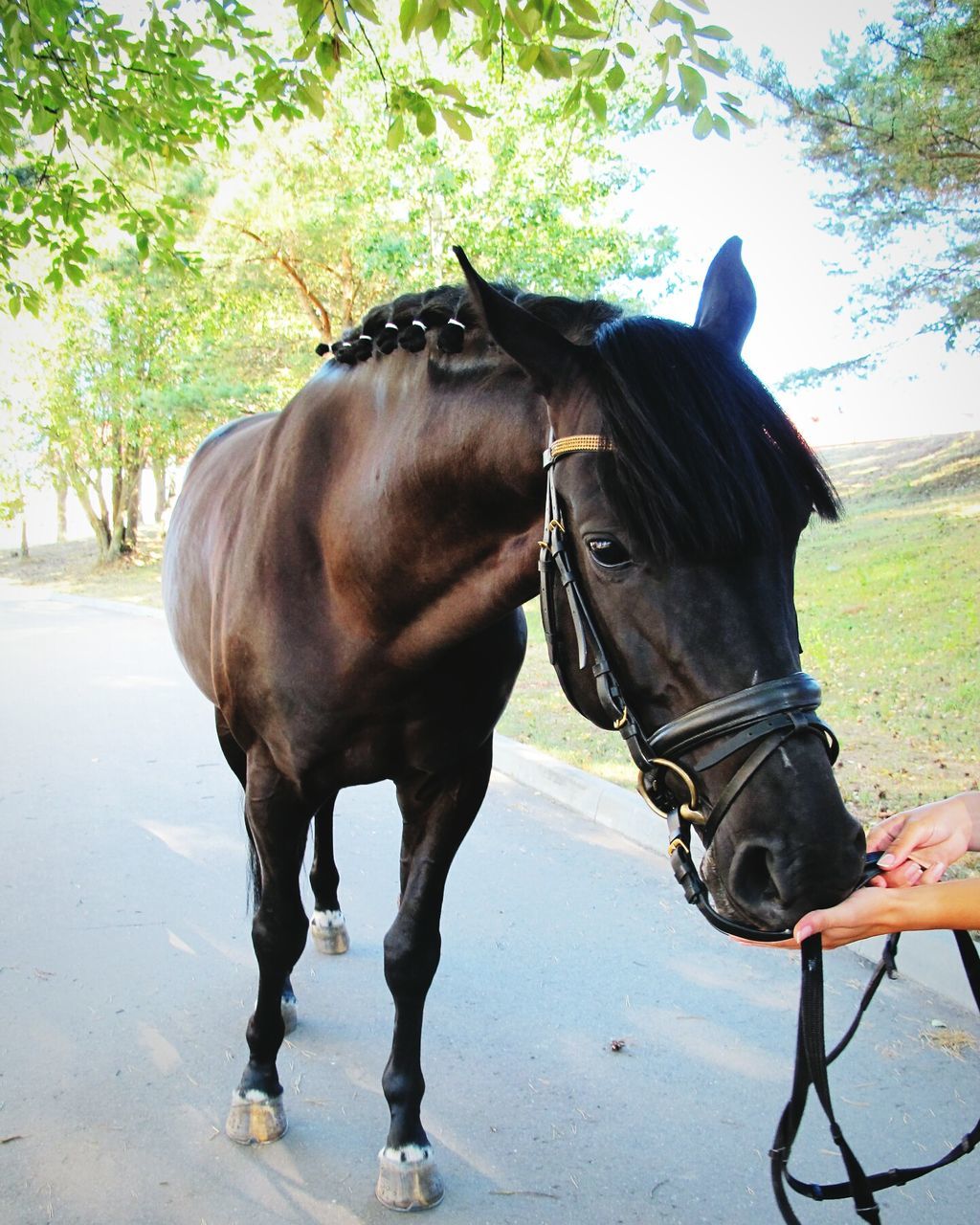 domestic animals, animal themes, mammal, horse, one animal, working animal, livestock, standing, two animals, animal head, herbivorous, bridle, close-up, zoology, day, outdoors, pets, dog, black color, brown