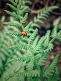 Close-up of ladybug on plant