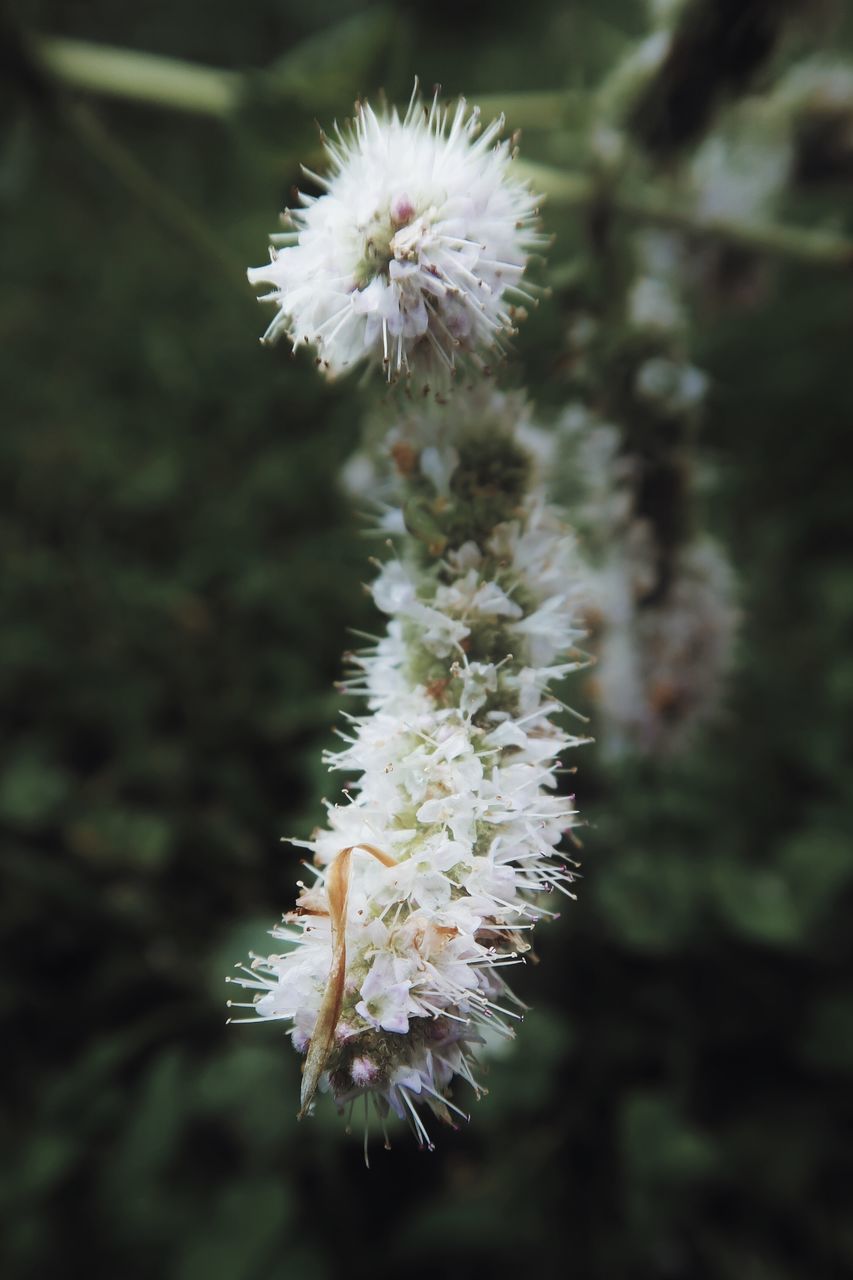 CLOSE-UP OF WHITE DANDELION