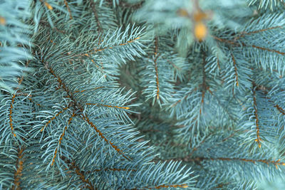 Close-up of pine tree