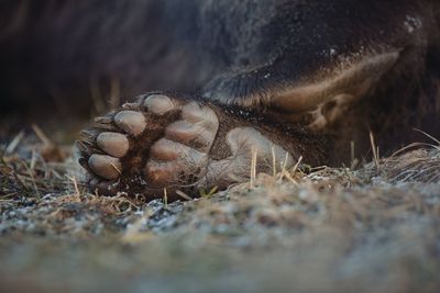 Wild bear paw