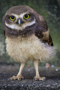 Close-up portrait of owl