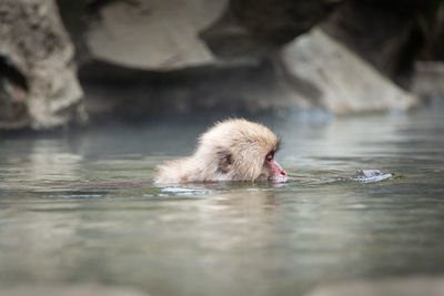 High angle view of monkey swimming in lake