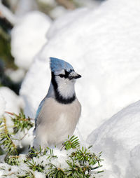 Close-up of bird perching on snow