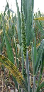 Close-up of crops growing on field