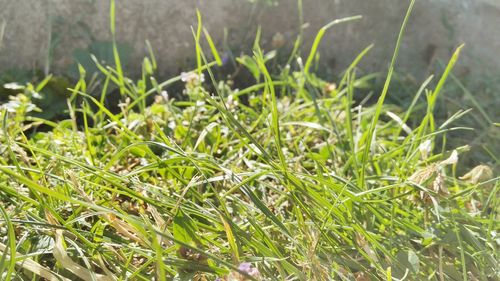 Close-up of plants growing on field