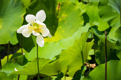 Close-up of white flowering plant