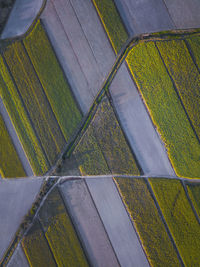 High angle view of agricultural field