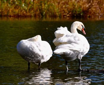 Swans in lake