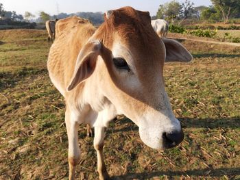 Cow standing on field