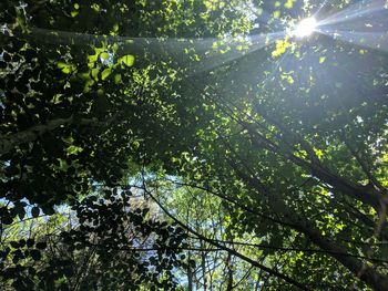 Low angle view of sunlight streaming through trees in forest