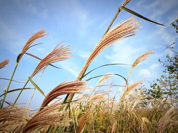 Low angle view of stalks in field against sky