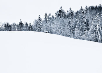 Pine trees on snow covered field against clear sky