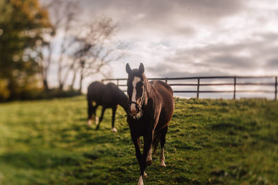 Horses in ranch