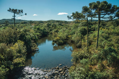 Brook passing through a forest with pine trees in lowlands near cambara do sul. brazil.