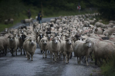 Sheep breeding and nomadic shepherds in the carpathians in romania