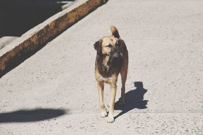 Dog standing on floor