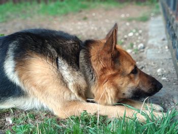 Dog resting on a field