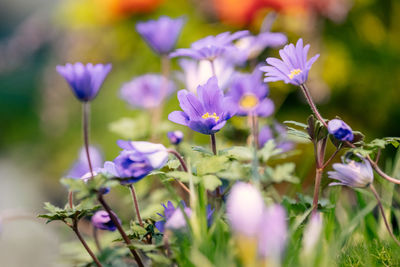 Close-up of purple flowering plant