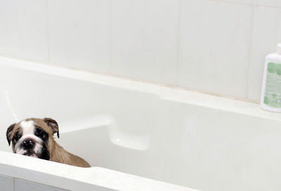 Portrait of dog in bathtub