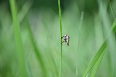 Close-up of insect on grass