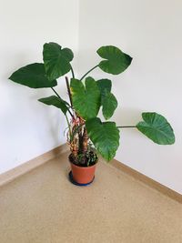 Close-up of potted plant on table against wall