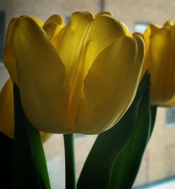 Close-up of tulips