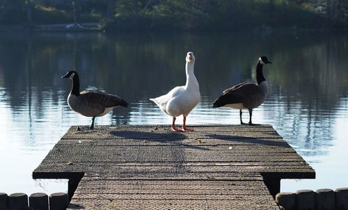 Three geese by a pond