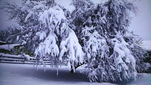 Snow covered landscape