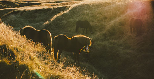 Cows standing in a field