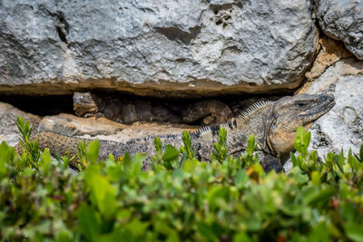 Close-up of lizard on rock