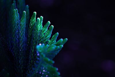 Close-up of a peacock